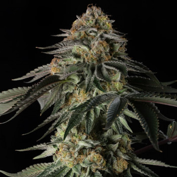 Rainbow Gas  Silent Seeds