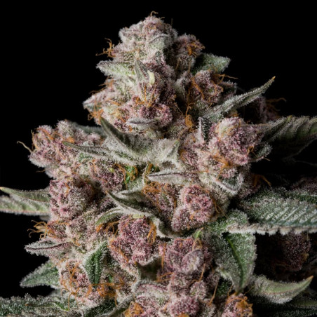 Tropical Jam  Silent Seeds