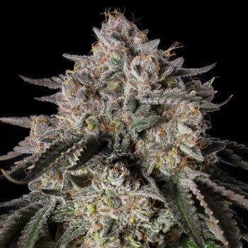 Cherry Essence  Silent Seeds