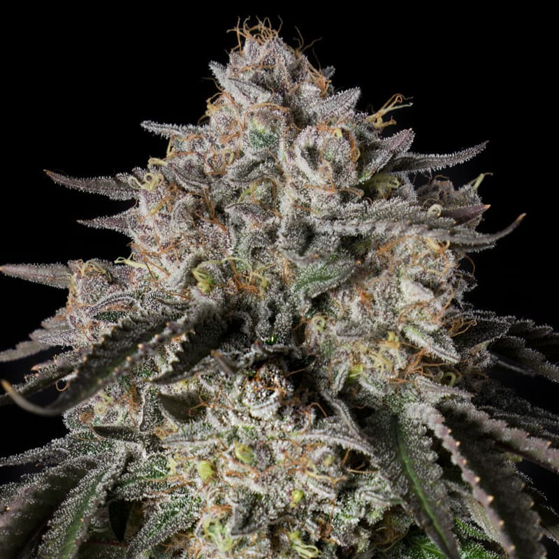 Cherry Essence - 5 semillas