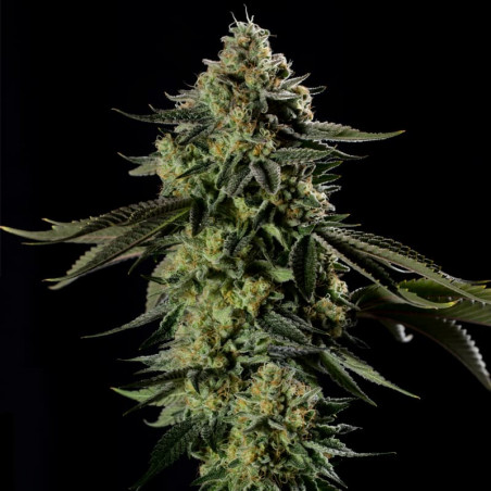 Rainbow Gas  Silent Seeds