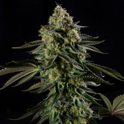 Rainbow Gas  Silent Seeds