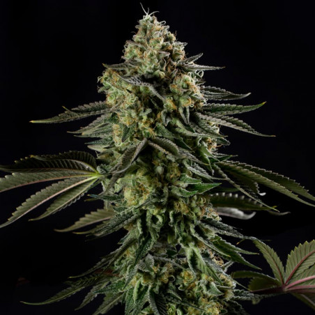 Rainbow Gas  Silent Seeds
