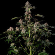 Tropical Jam  Silent Seeds