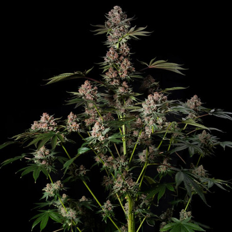Tropical Jam  Silent Seeds