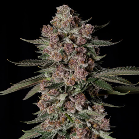 Tropical Jam  Silent Seeds