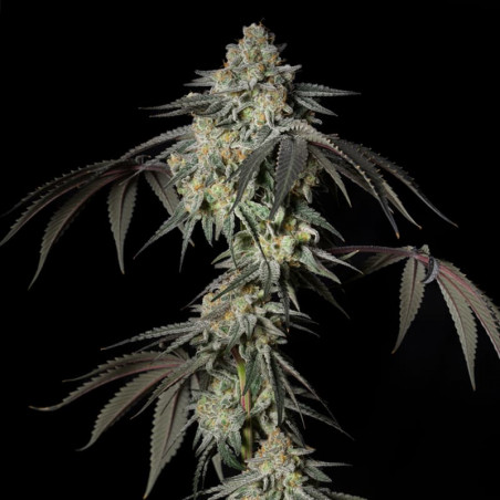 Mint Candy de cannabis Mint Candy - Silent Seeds