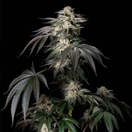 Mint Candy de cannabis Mint Candy - Silent Seeds