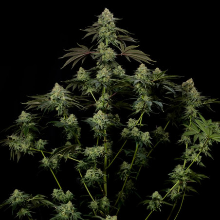 Rainbow Gas  Silent Seeds