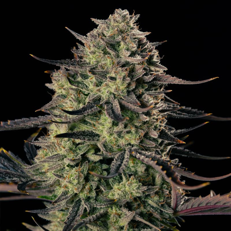Alien Gas XXL AUTO - 10 semillas