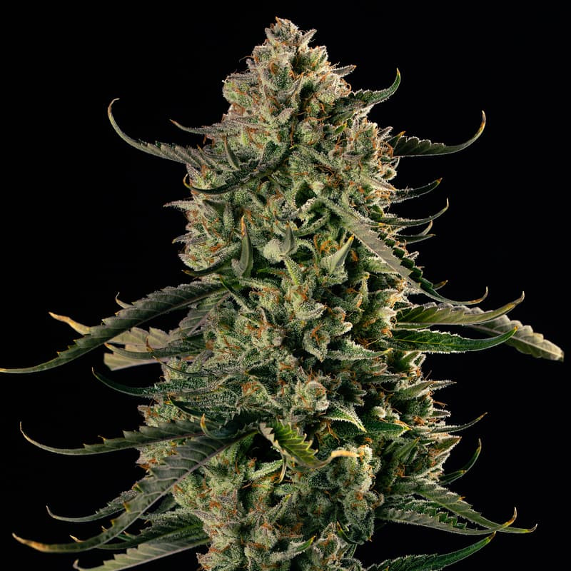 MAC Dawg XXL AUTO - 10 semillas