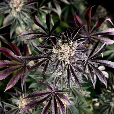 Semilla de cannabis B-45 BOOBA, feminizada
