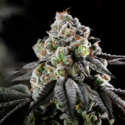 Semilla de cannabis B-45 BOOBA, feminizada
