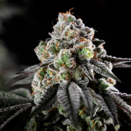 Semilla de cannabis B-45 BOOBA, feminizada