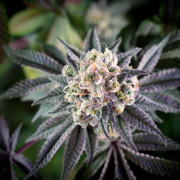 Semilla de cannabis B-45 BOOBA, feminizada