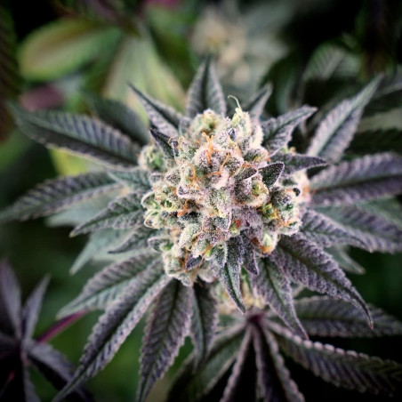 Semilla de cannabis B-45 BOOBA, feminizada