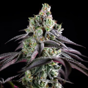 Semilla de cannabis B-45 BOOBA, feminizada