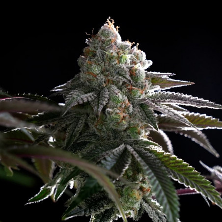 Semilla de cannabis B-45 BOOBA, feminizada