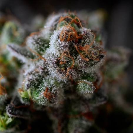 Semilla de cannabis B-45 BOOBA, feminizada