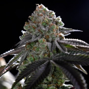 Semilla de cannabis B-45 BOOBA, feminizada