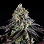 Semilla de cannabis B-45 BOOBA, feminizada