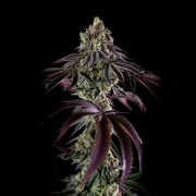 Semilla de cannabis B-45 BOOBA, feminizada