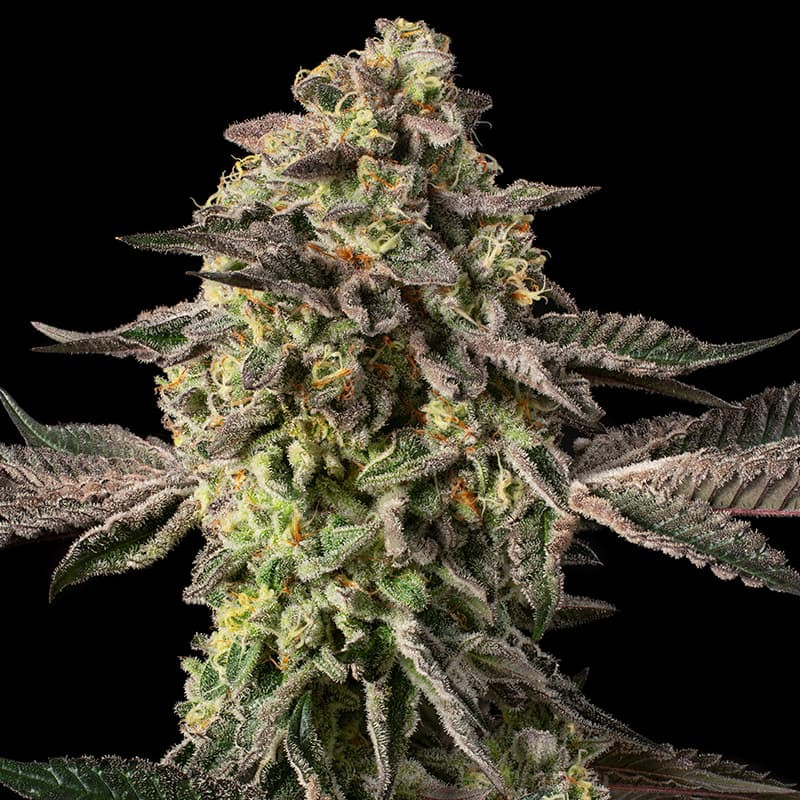 Sugar Rock por Cookies - 5 semillas