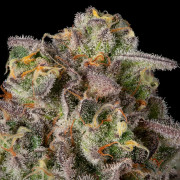 Sugar Rock  Cookies