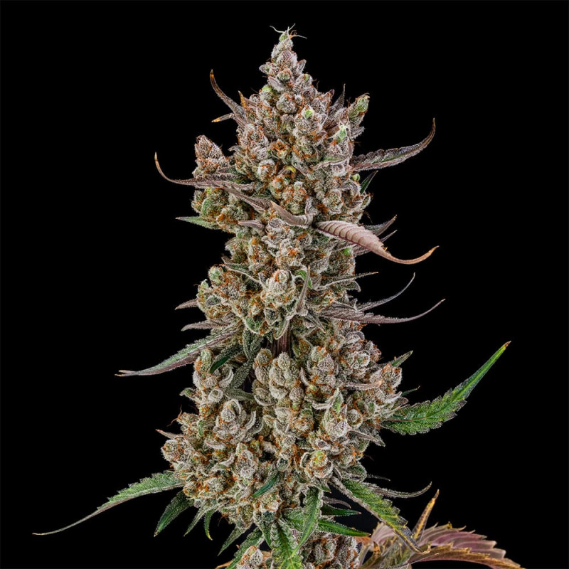 Rainbow Breath AUTO - 10 semillas