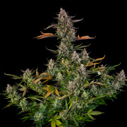 Triangle Kush AUTO