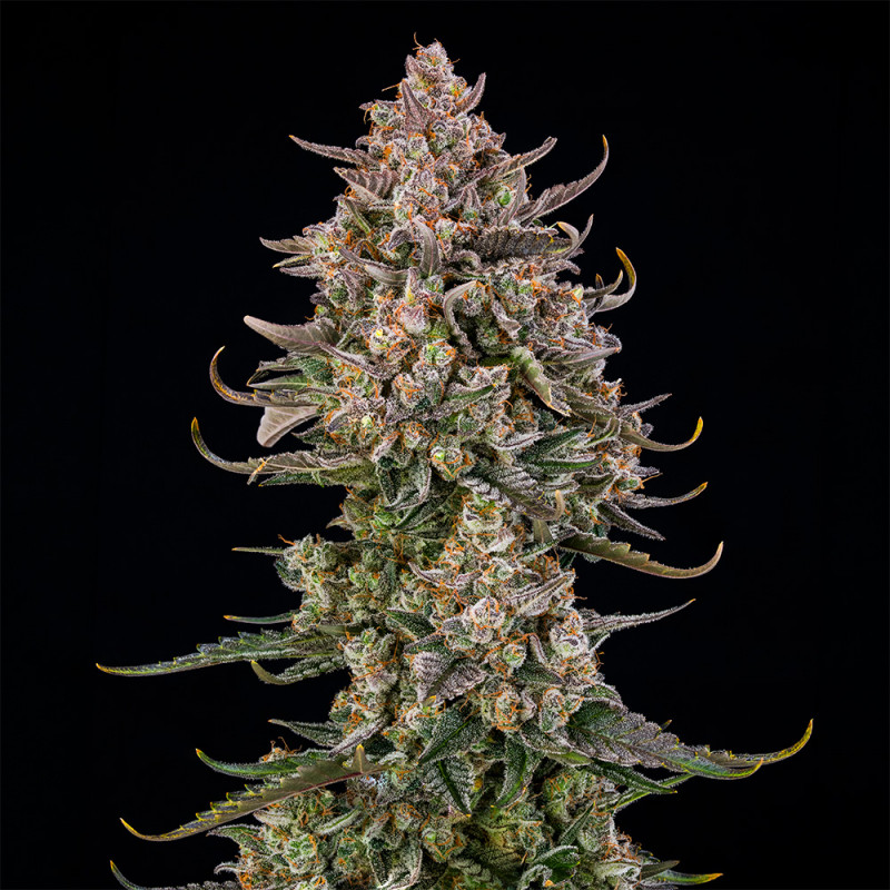 Triangle Kush AUTO - 3 semillas