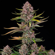 Purplenade XXL AUTO