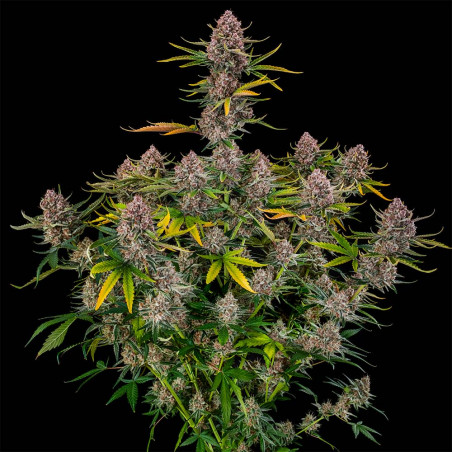Purplenade XXL AUTO