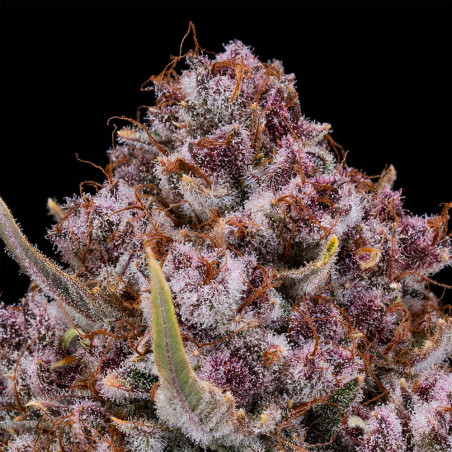 Purplenade XXL AUTO