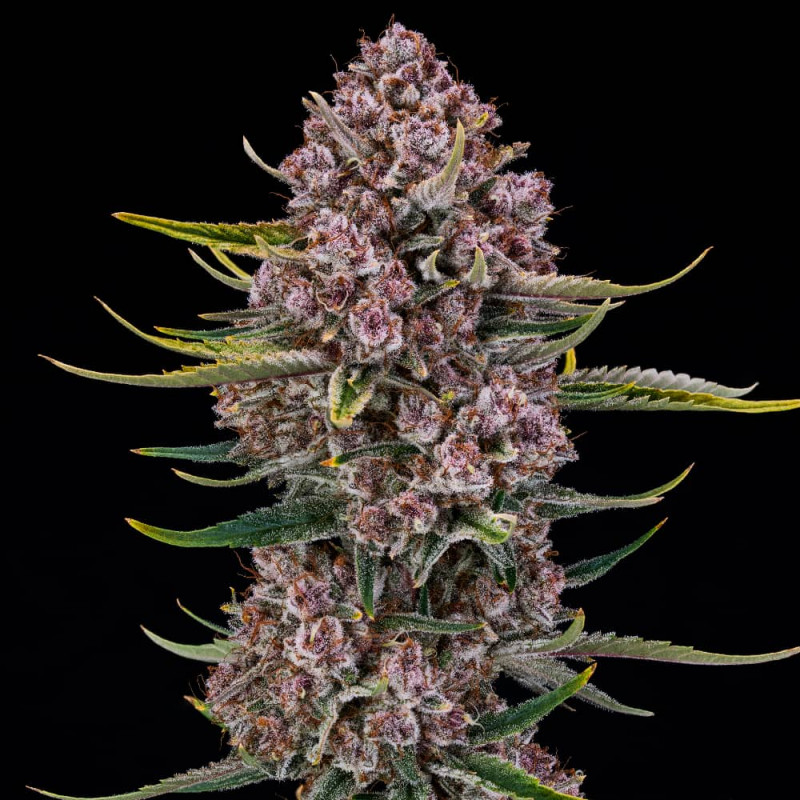 Purplenade XXL AUTO - 5 semillas