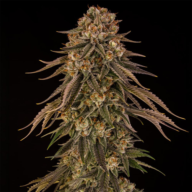 Tropical Velvet Fast CBD - 3 semillas