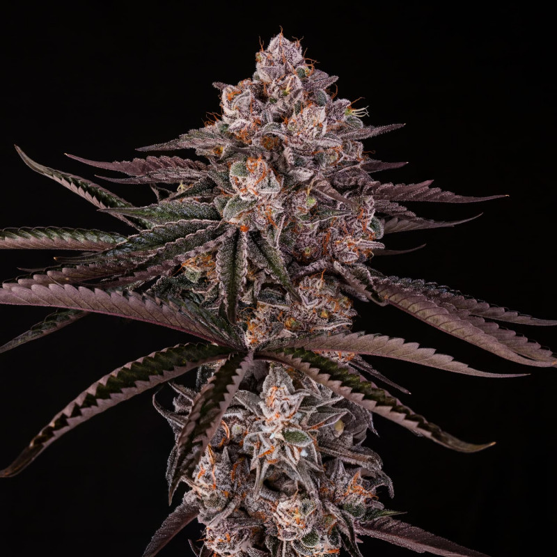 Jamaican Sunset by Julian Marley - 10 semillas