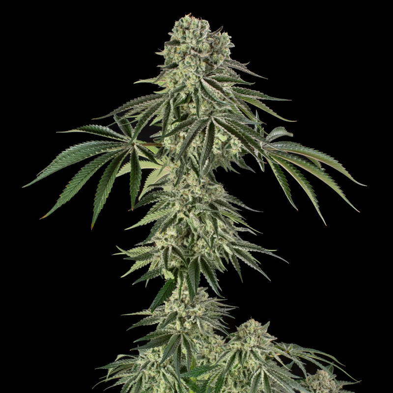 Jamaican Mountain by Julian Marley - 3 semillas