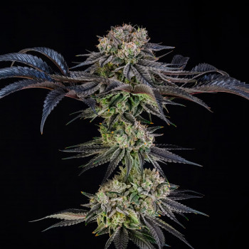 Julian Marley Special