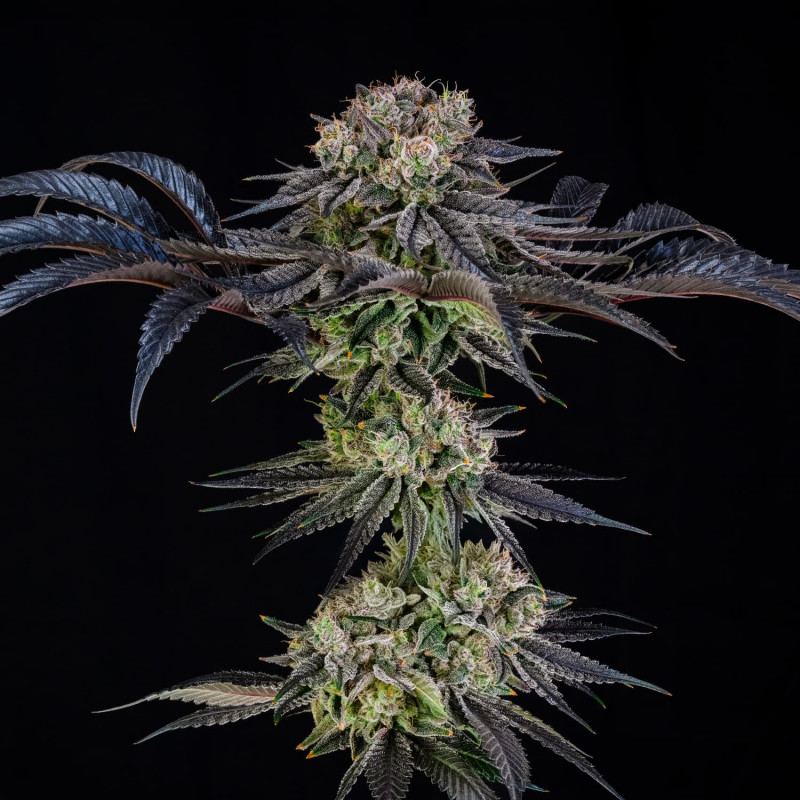Julian Marley Special by Julian Marley : 3 semillas