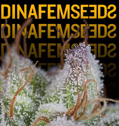Semillas Dinafem