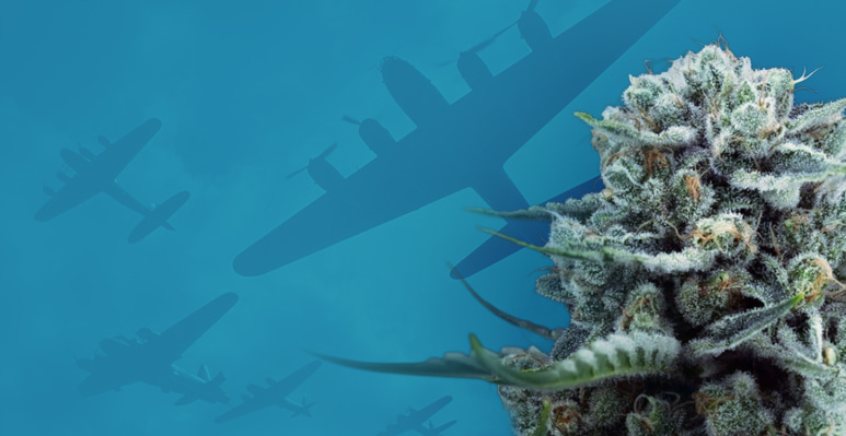 Semillas de cannabis en colaboración