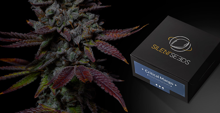 Semillas de cannabis a la venta en España Europa
