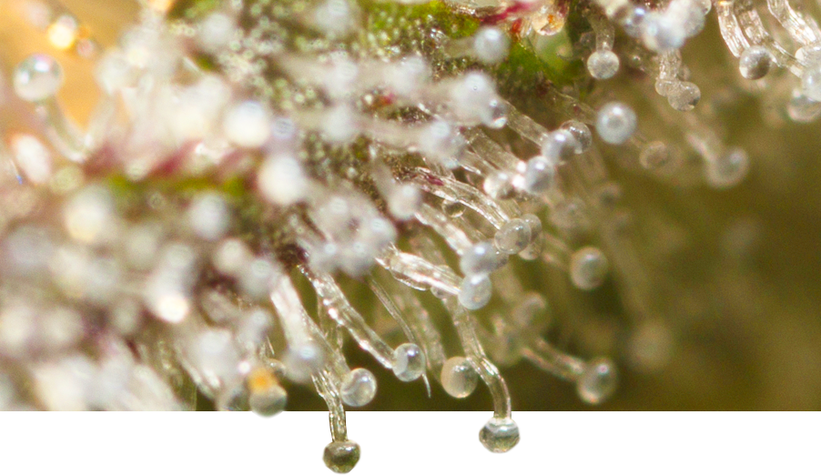 Semillas de cannabis de la variedad «Heredera» de la marca Dinafem